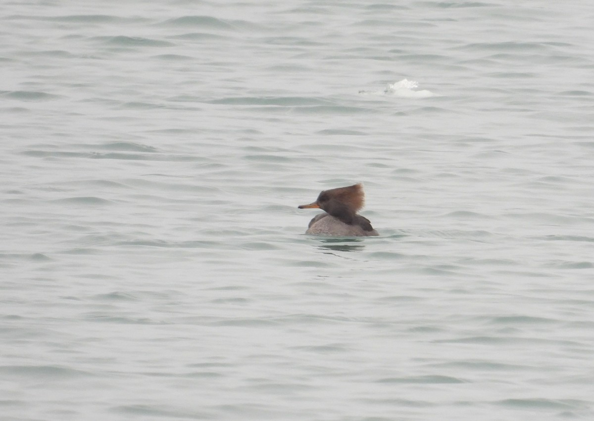 Smergo dal cappuccio - ML646338325