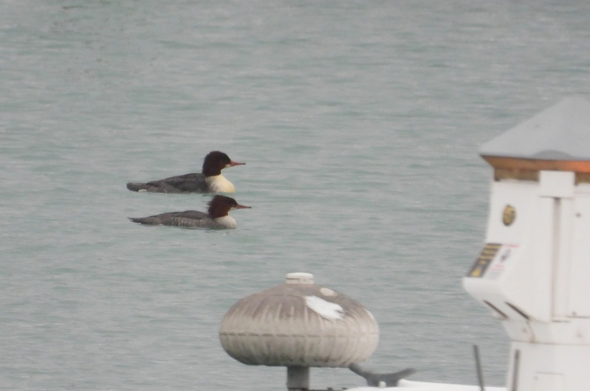 Smergo maggiore - ML646338327