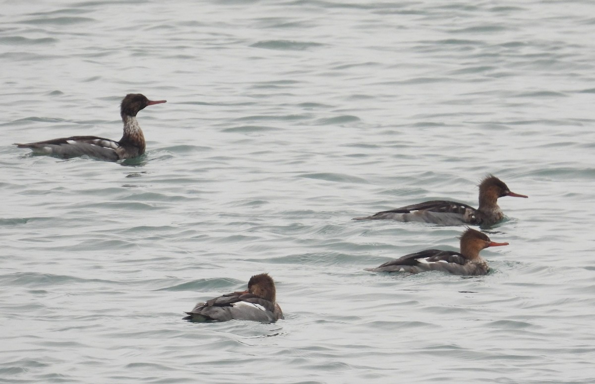 Крех середній - ML646338328