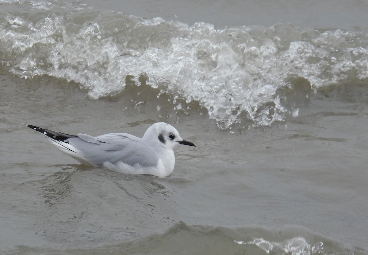Gabbiano di Bonaparte - ML646338331