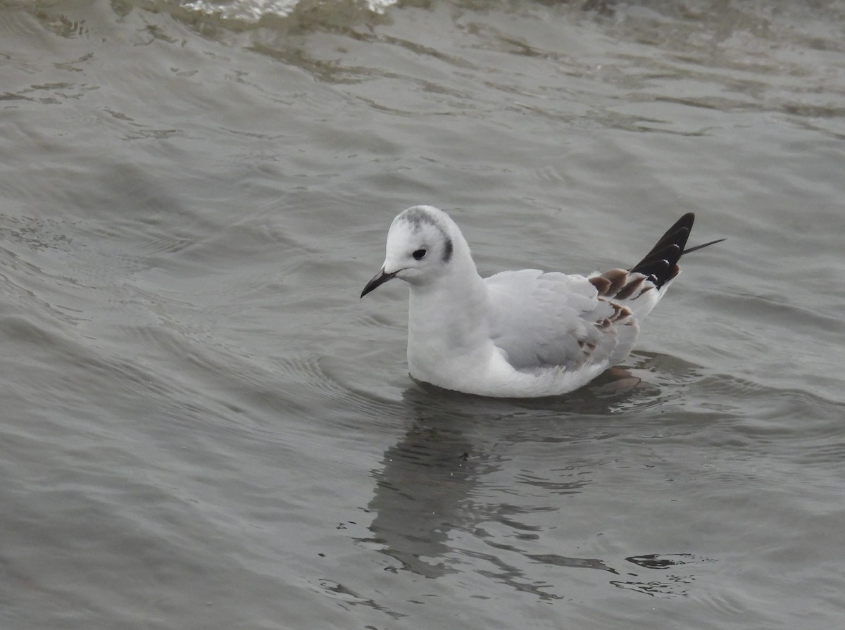 Gabbiano di Bonaparte - ML646338332