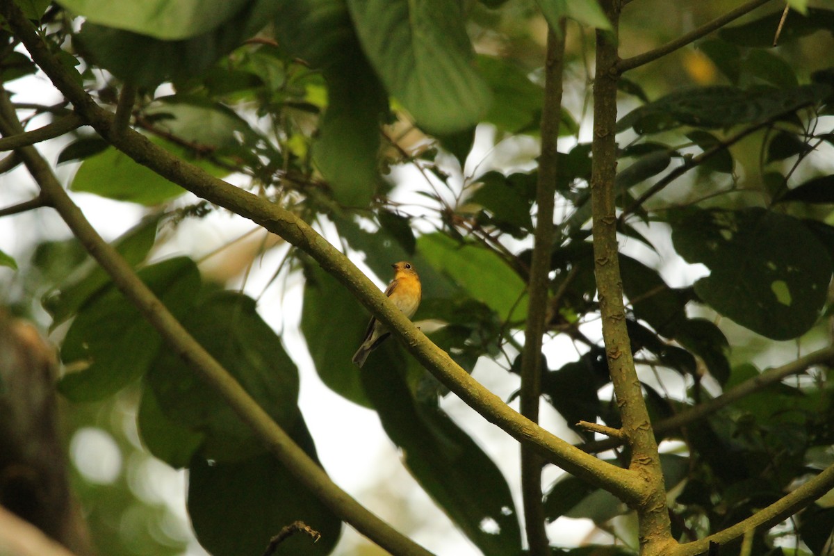 Mugimaki Flycatcher - ML646338333