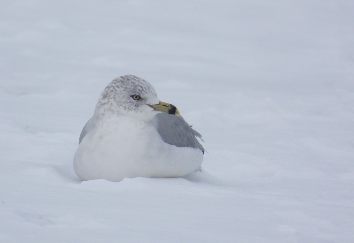 Ring-billed Gull - ML646338334