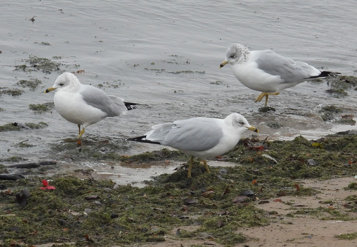 Ring-billed Gull - ML646338335
