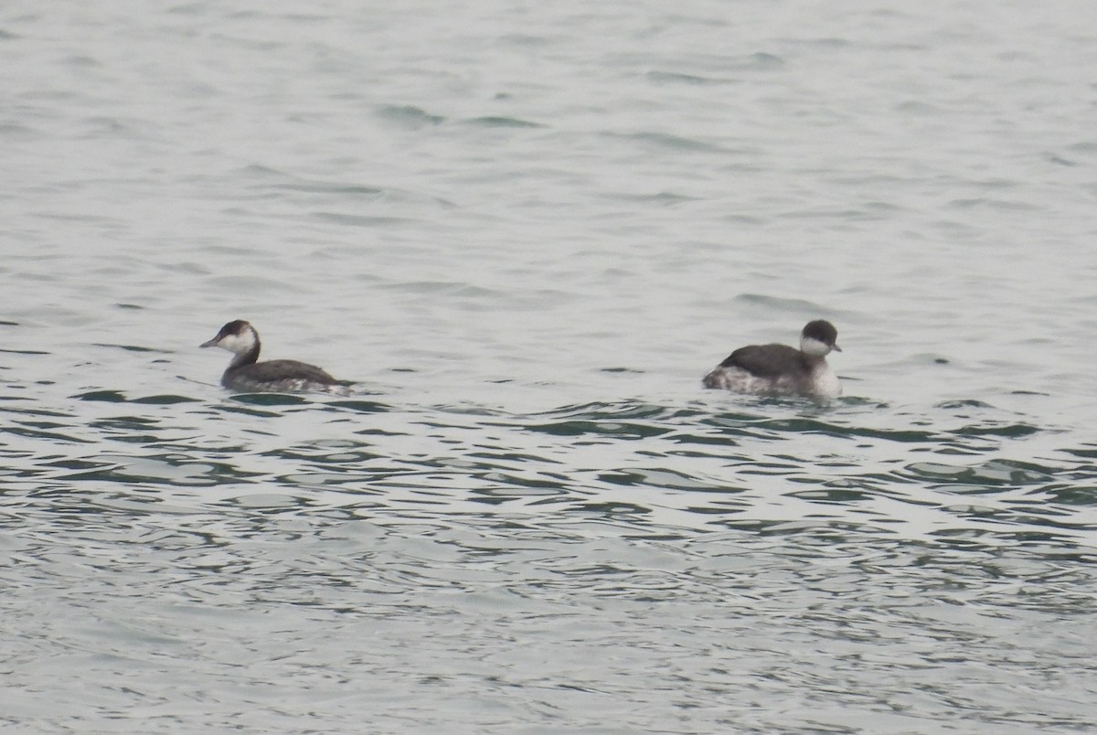 Horned Grebe - ML646338336