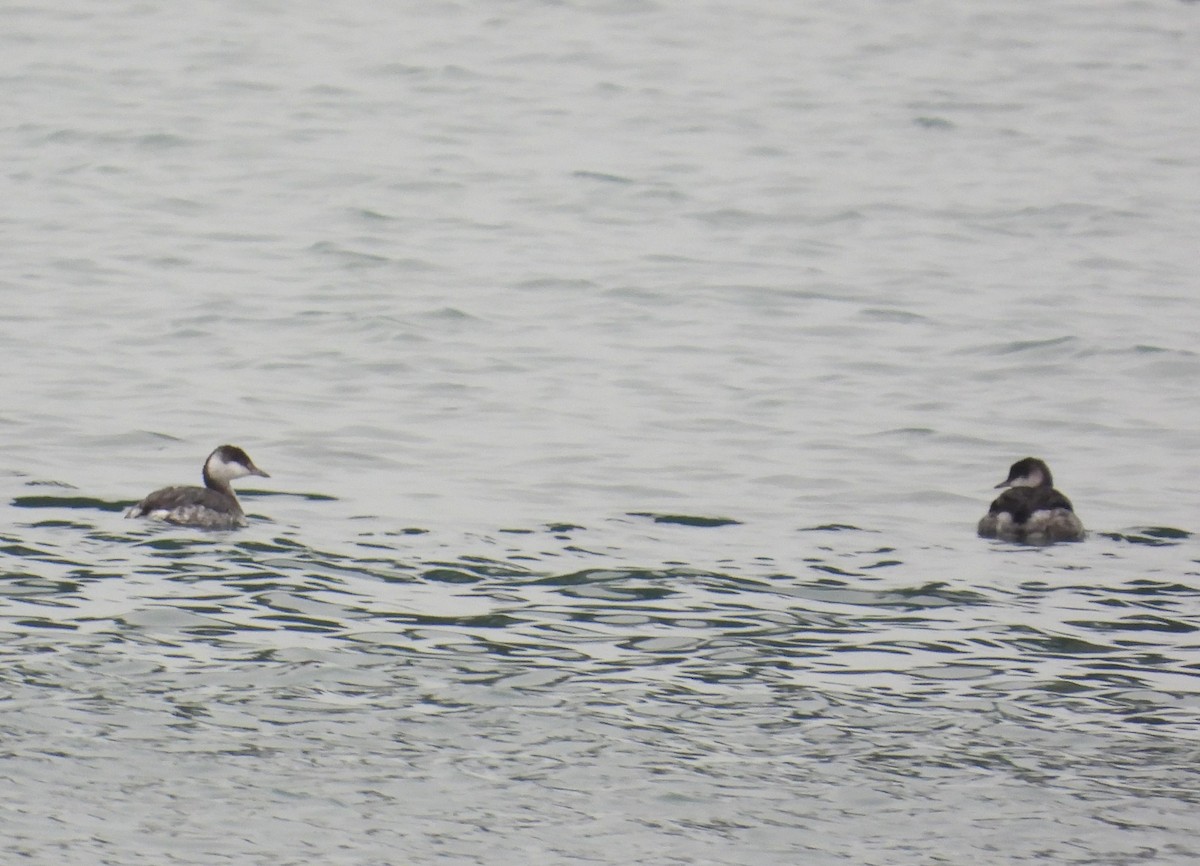 Horned Grebe - ML646338337