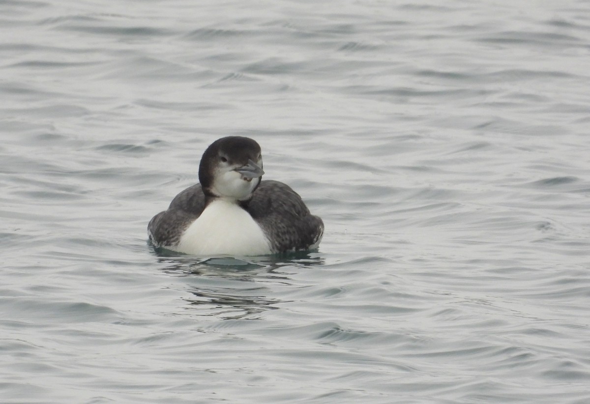 Common Loon - ML646338338