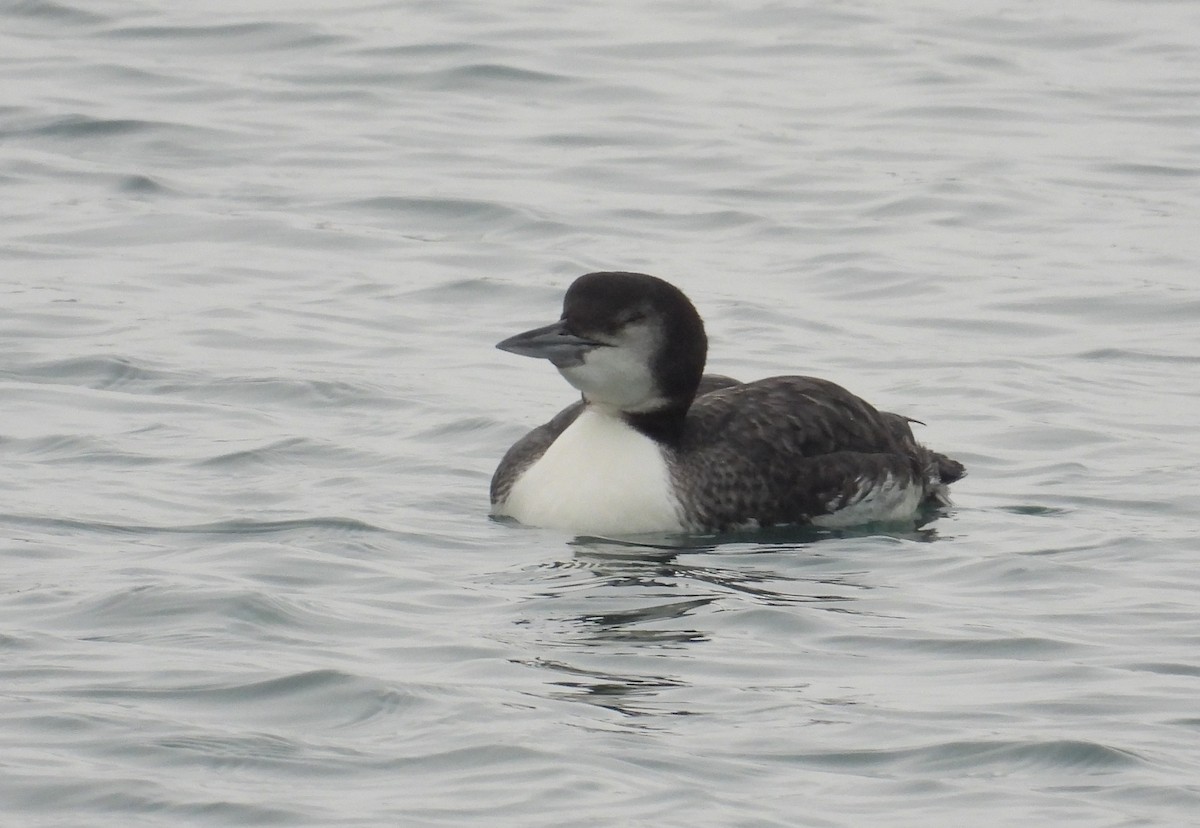Common Loon - ML646338339