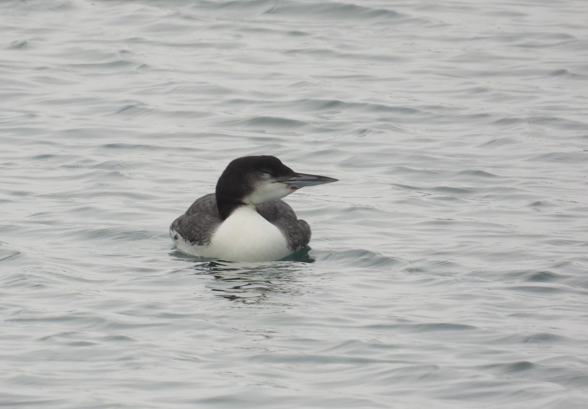 Common Loon - ML646338340