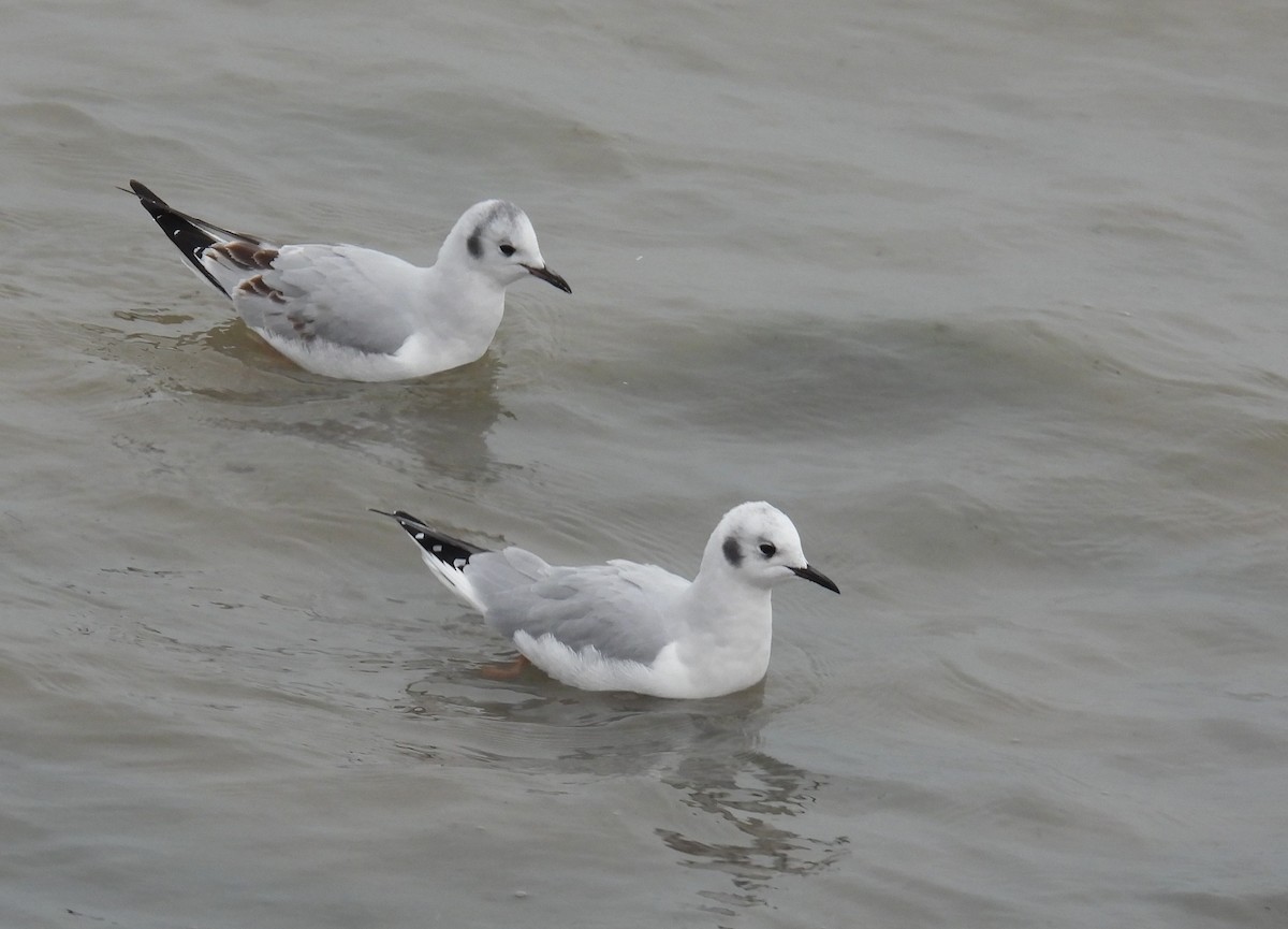 Bonaparte's Gull - ML646338341