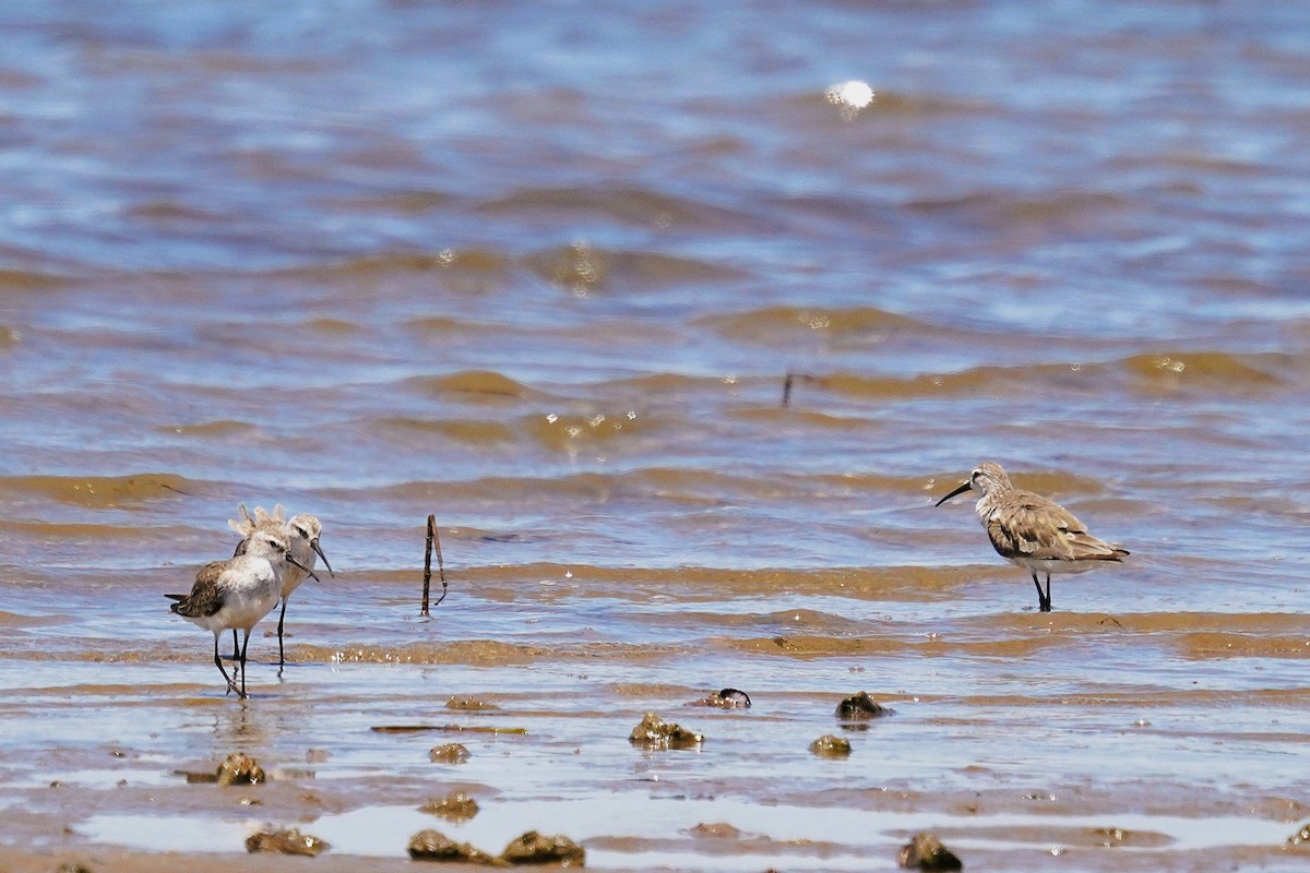 Curlew Sandpiper - ML646338342