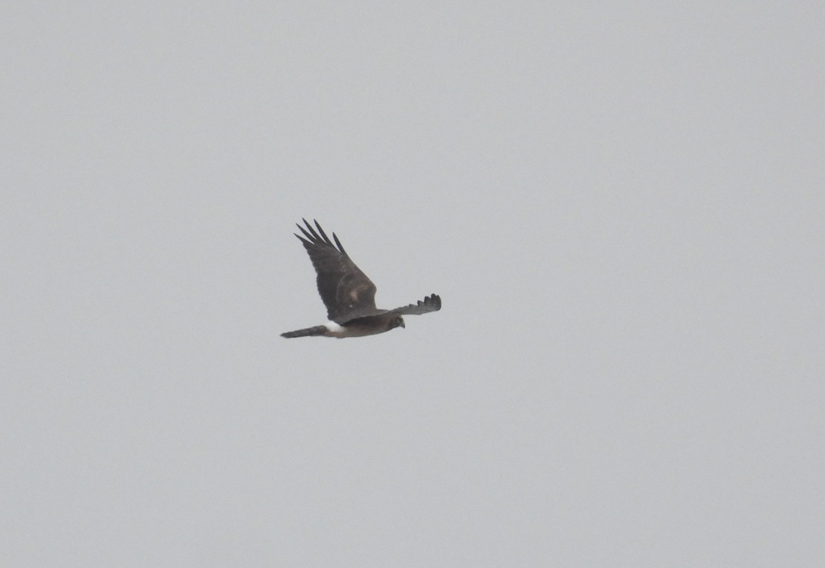 Northern Harrier - ML646338343