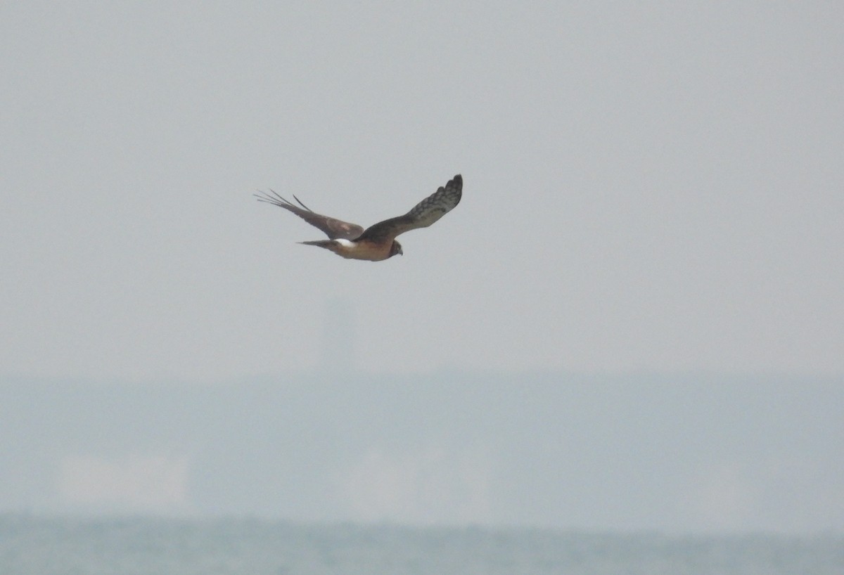 Northern Harrier - ML646338344