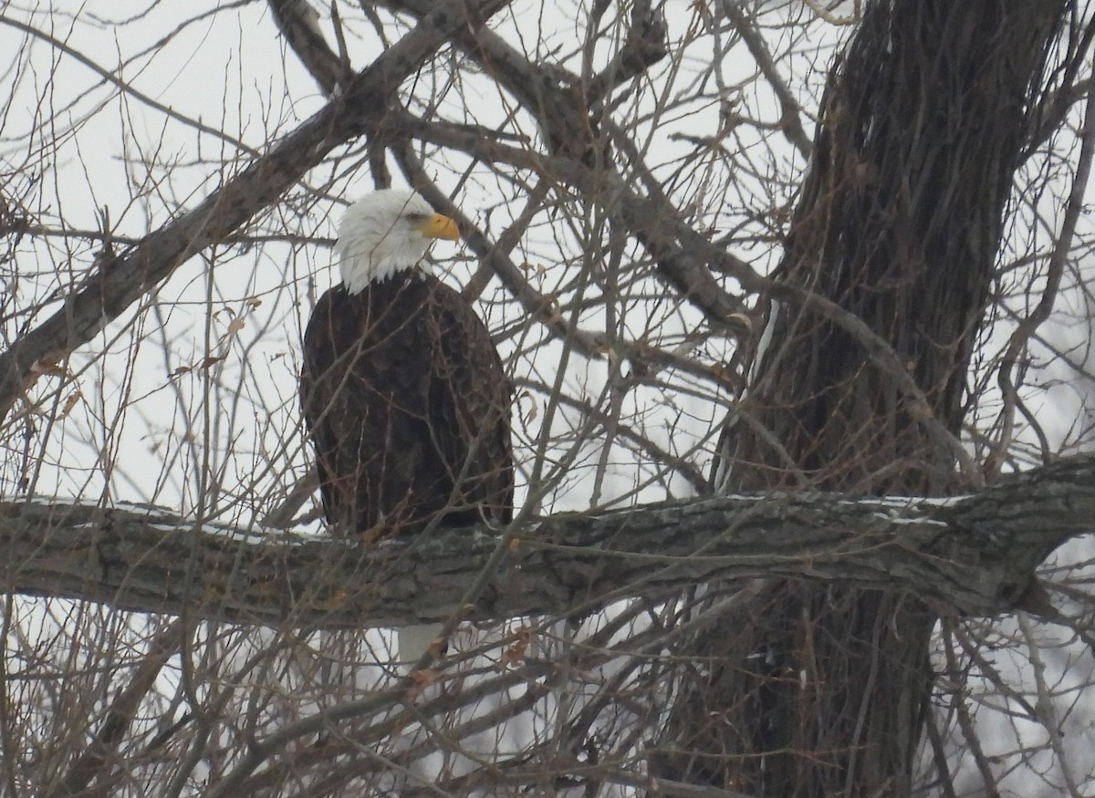 Bald Eagle - ML646338346