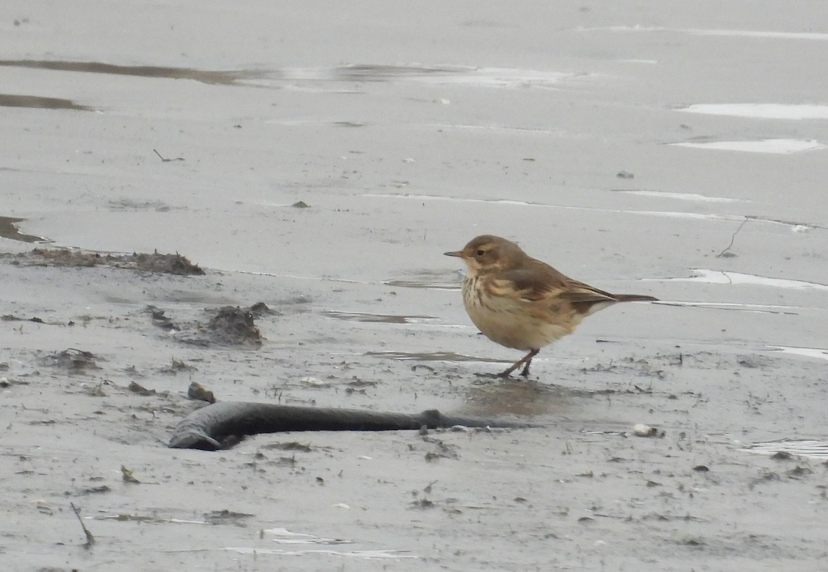 American Pipit - ML646338347