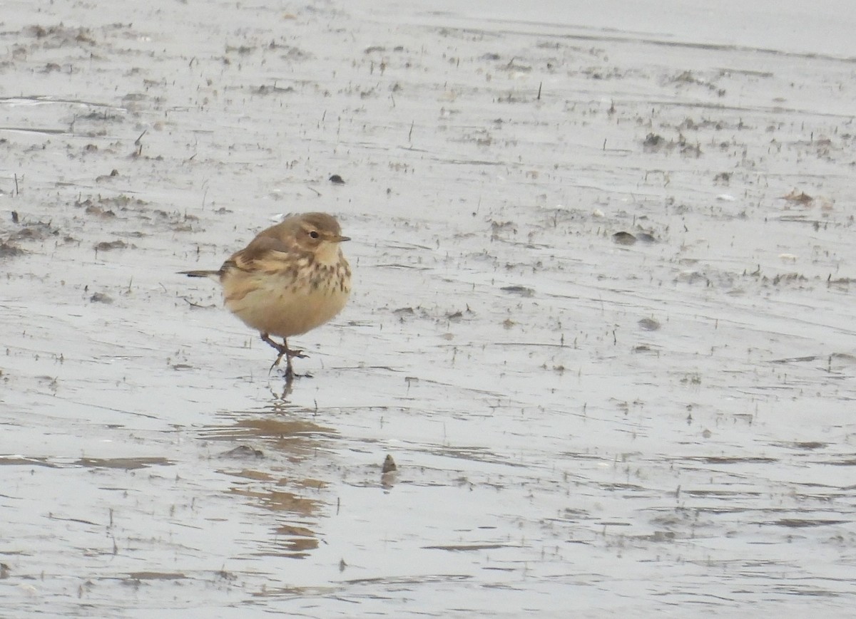 American Pipit - ML646338348