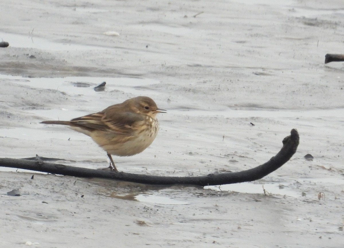 American Pipit - ML646338349