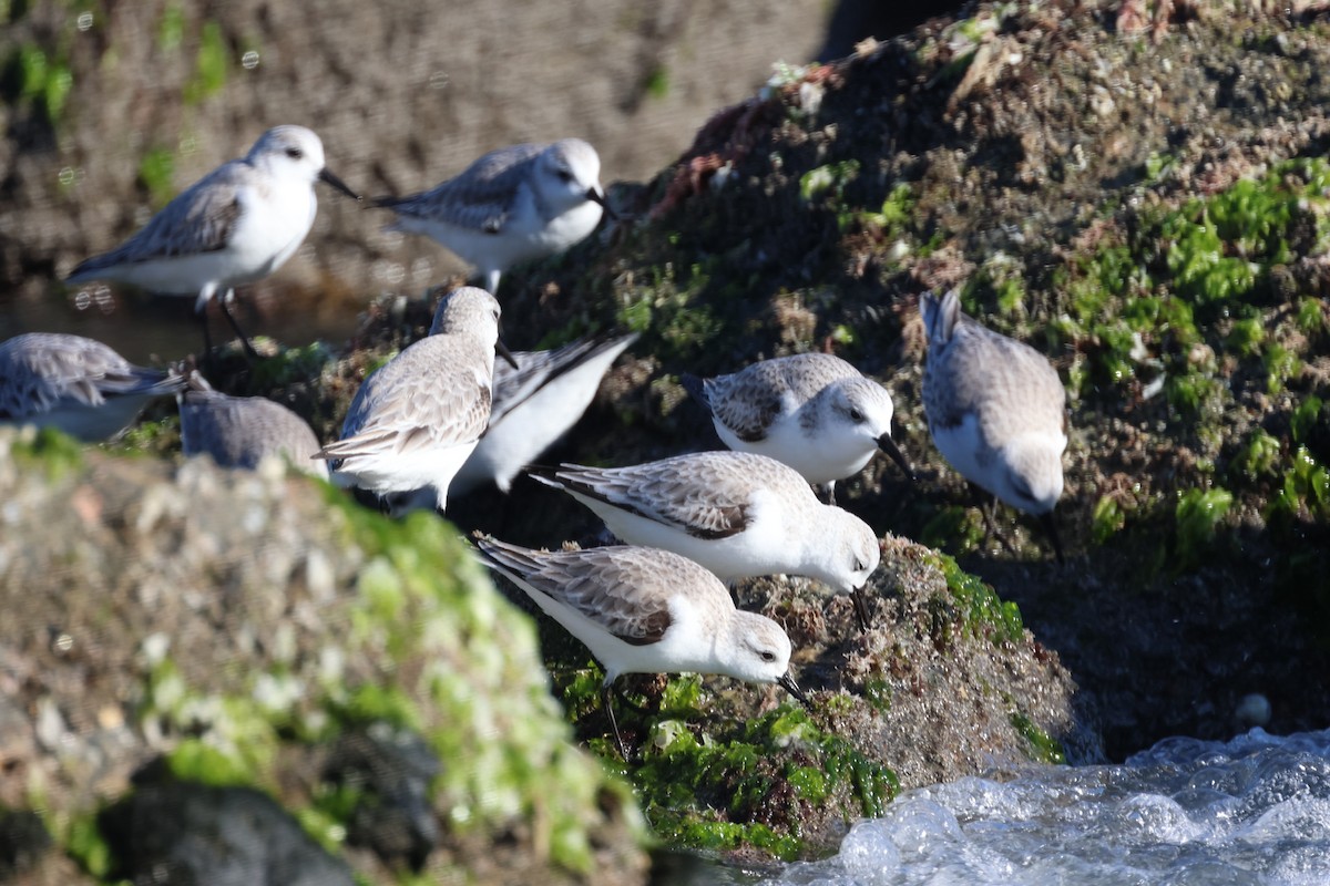 Sanderling - ML646338350
