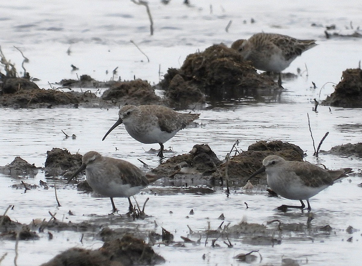 Curlew Sandpiper - ML646338351
