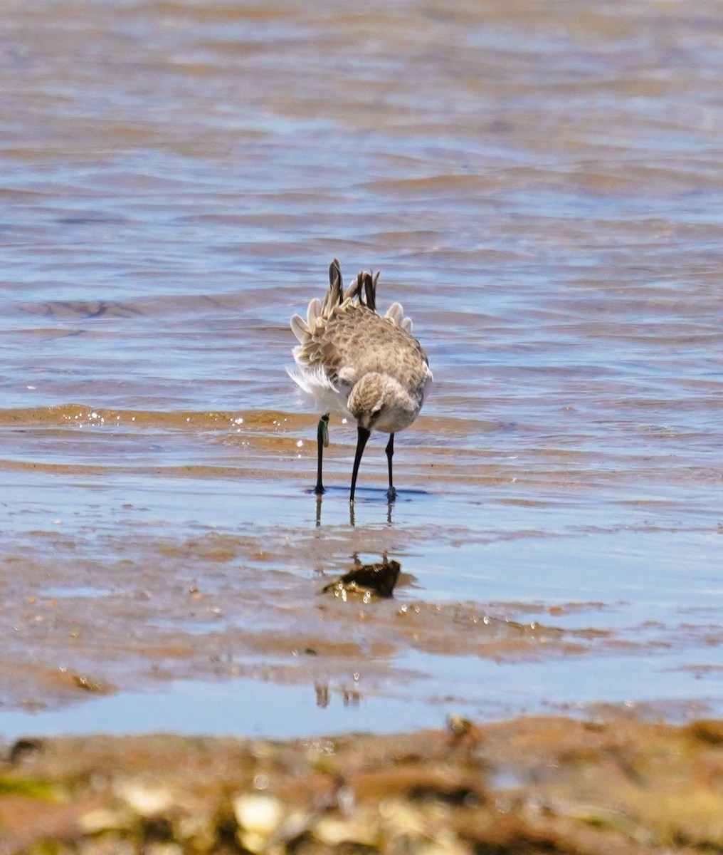 Curlew Sandpiper - ML646338352