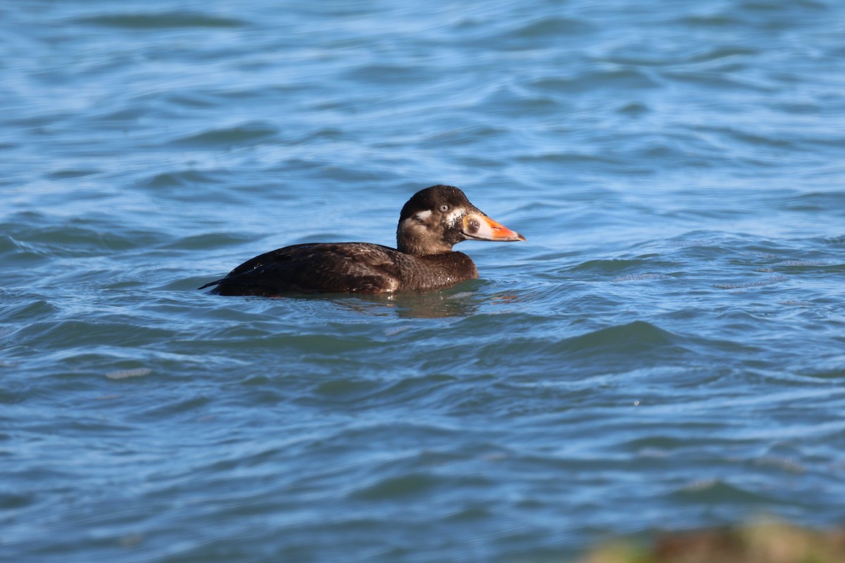 Surf Scoter - ML646338353