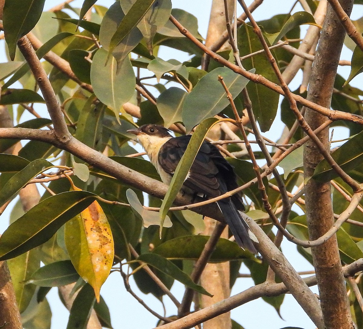 Pied Cuckoo - ML646338356