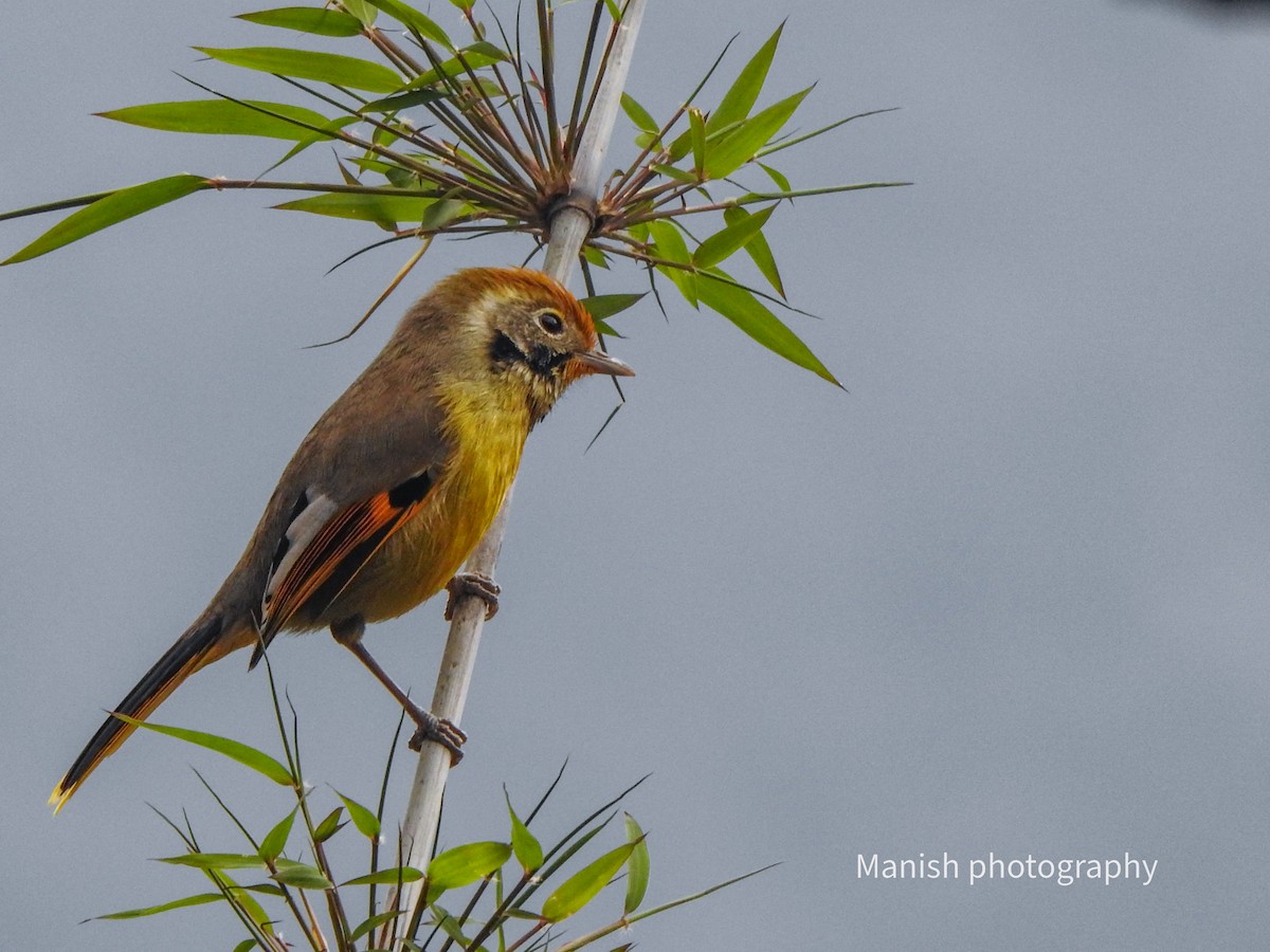 Chestnut-tailed Minla - ML646338357