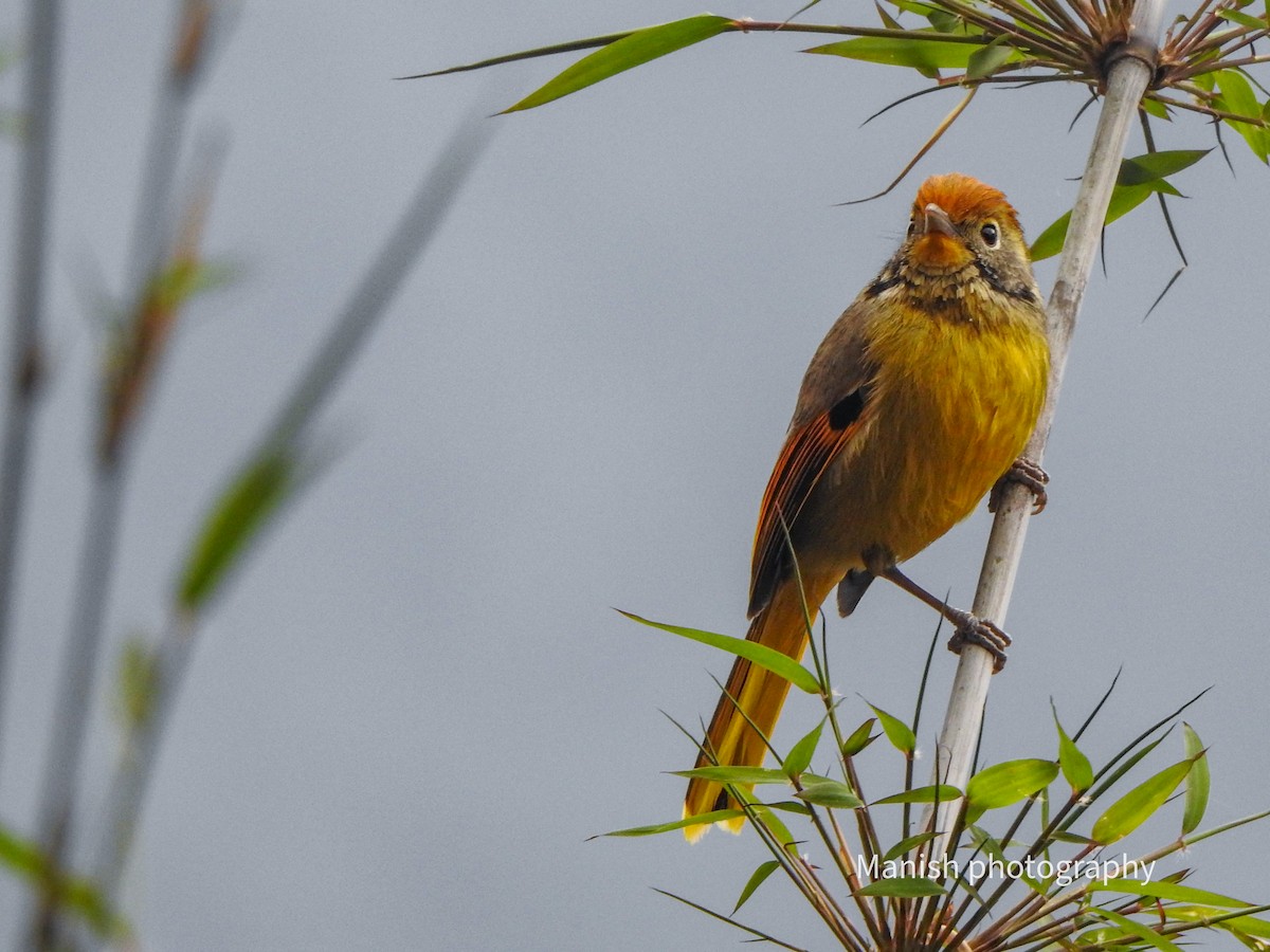Chestnut-tailed Minla - ML646338358