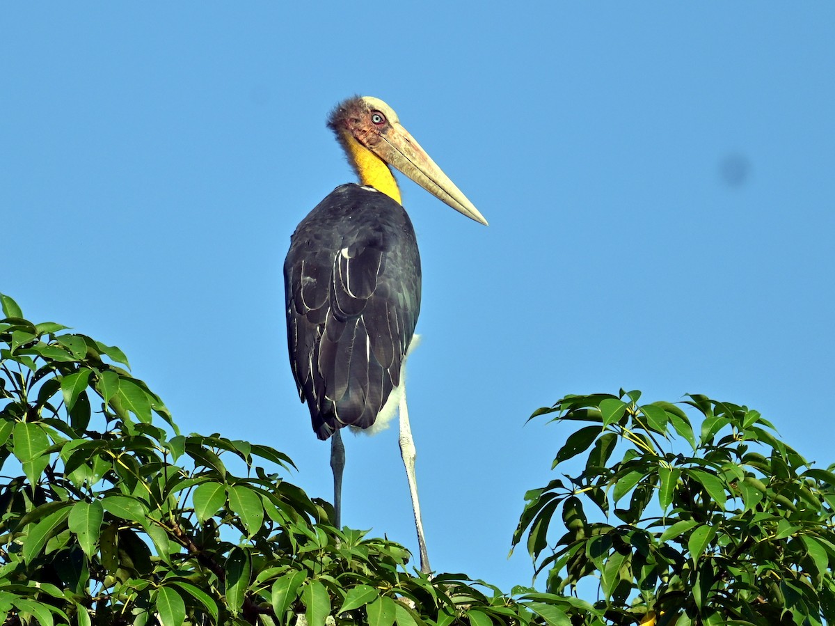 Lesser Adjutant - ML646338359