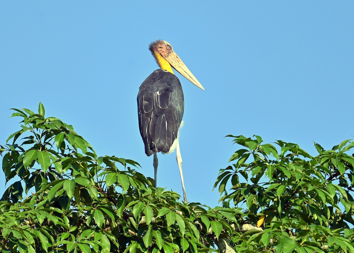 Lesser Adjutant - ML646338360