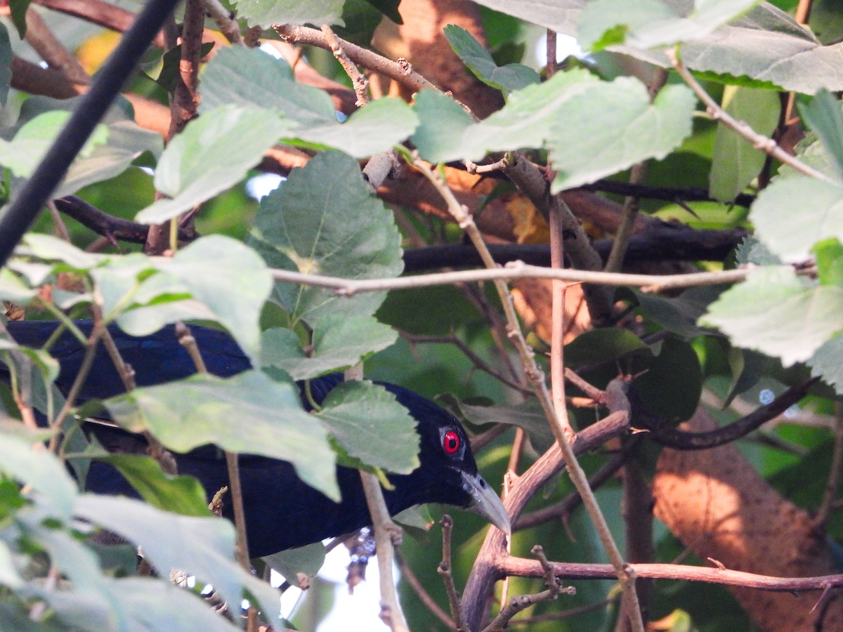 Asian Koel - ML646338361