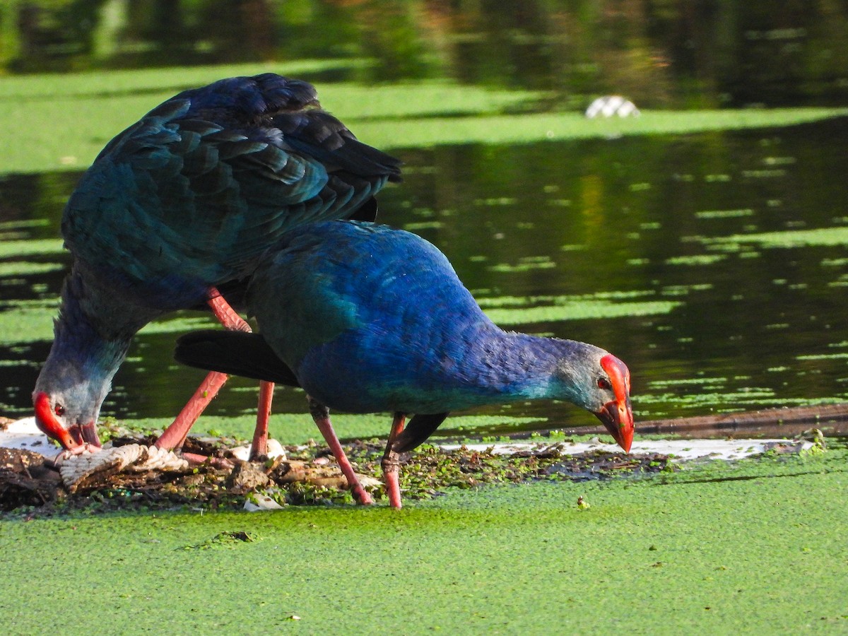 Gray-headed Swamphen - ML646338364