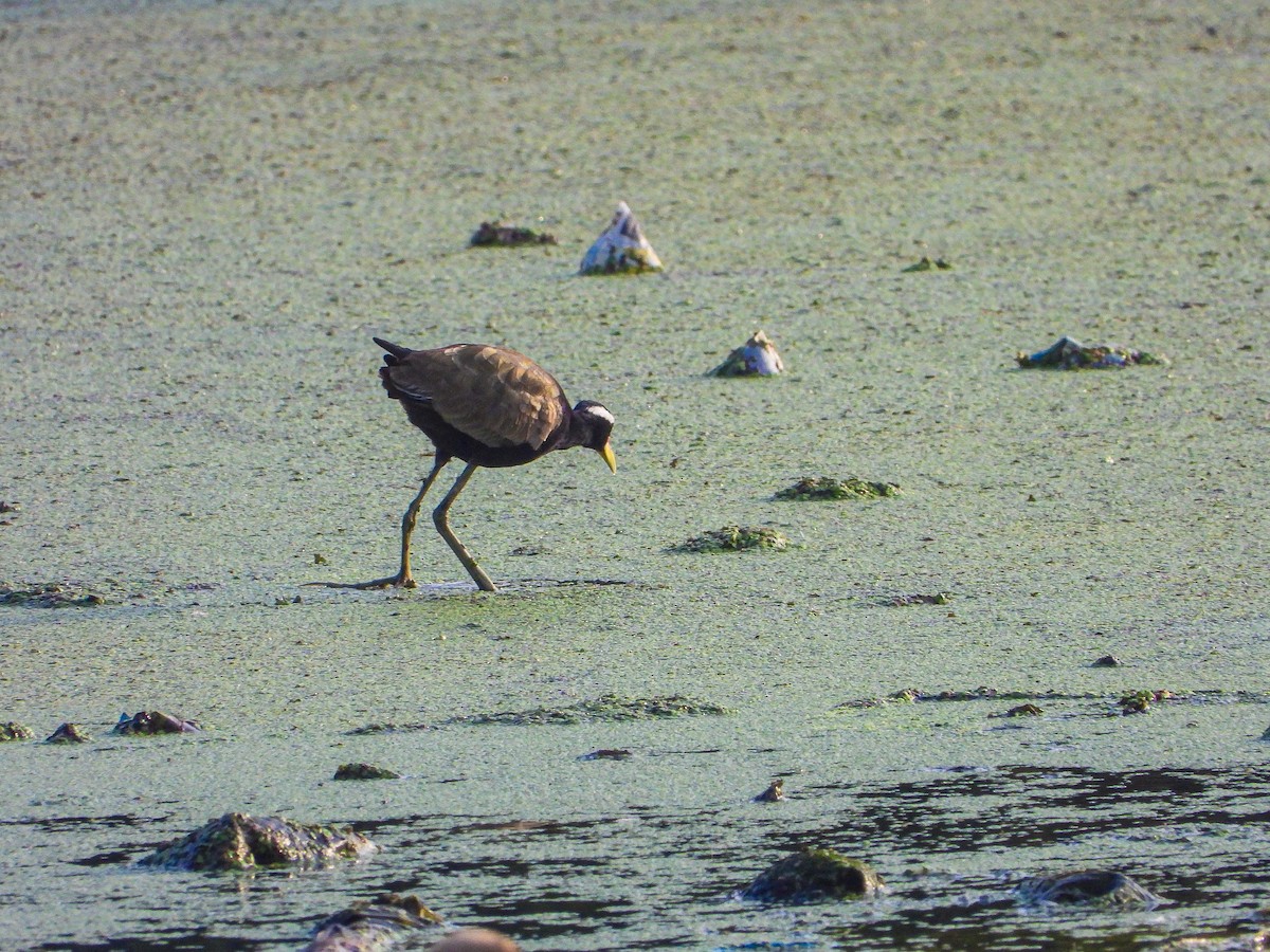 ostnák hnědoocasý - ML646338365