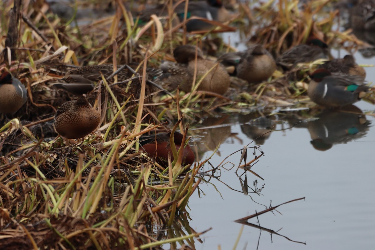 Cinnamon Teal - ML646338368