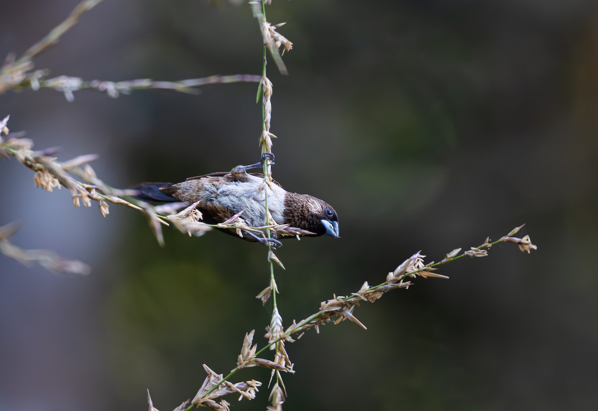 White-rumped Munia - ML646338370