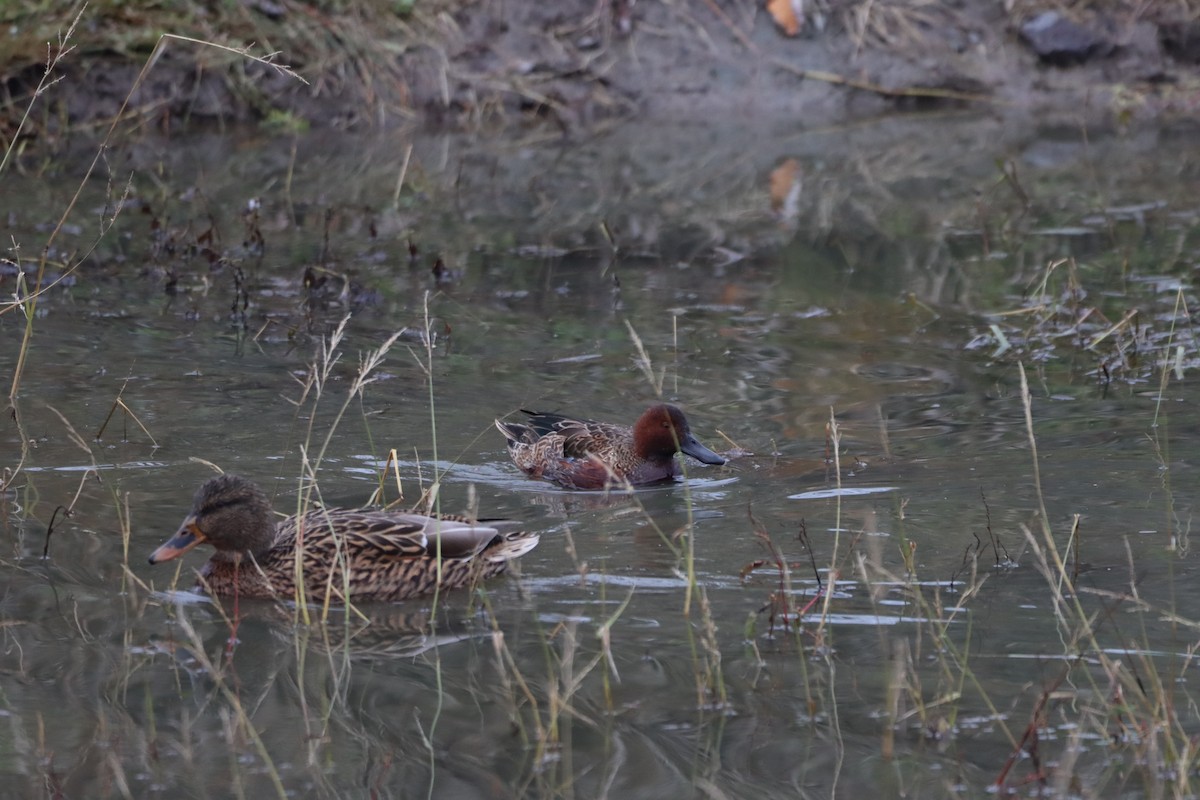 Cinnamon Teal - ML646338374