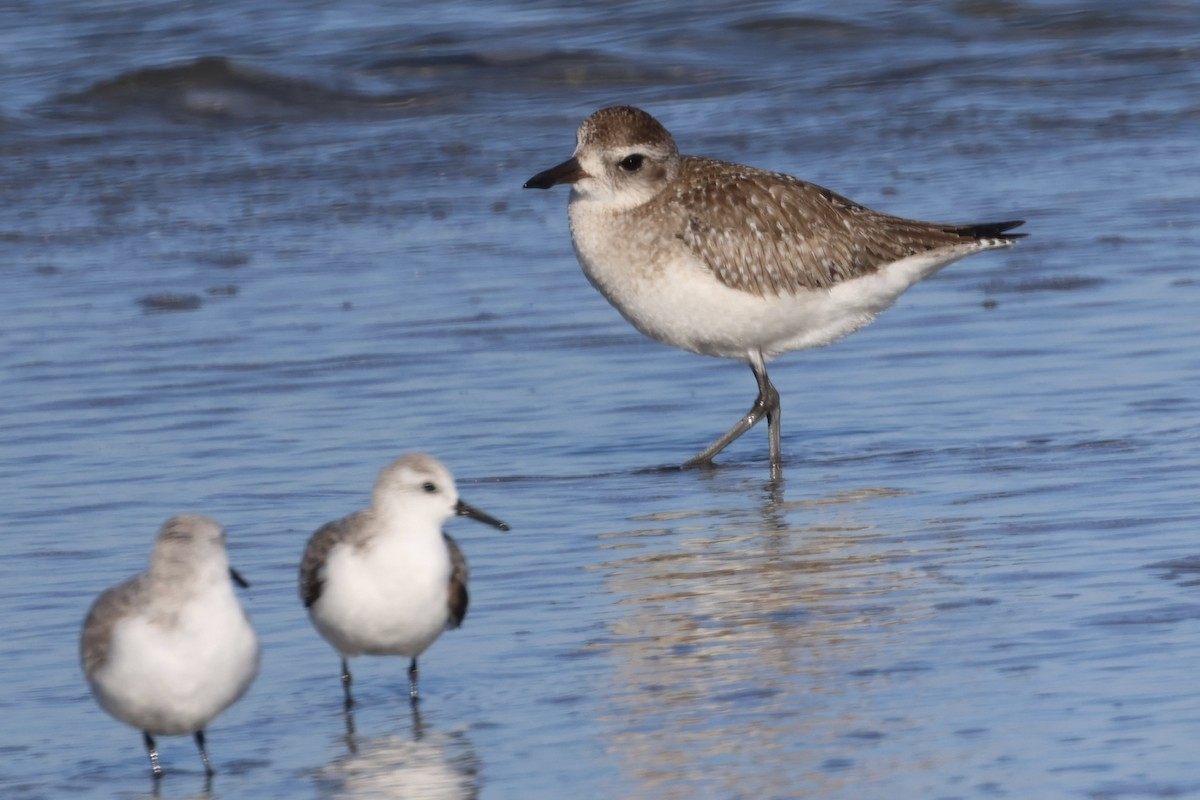 Black-bellied Plover - ML646338377