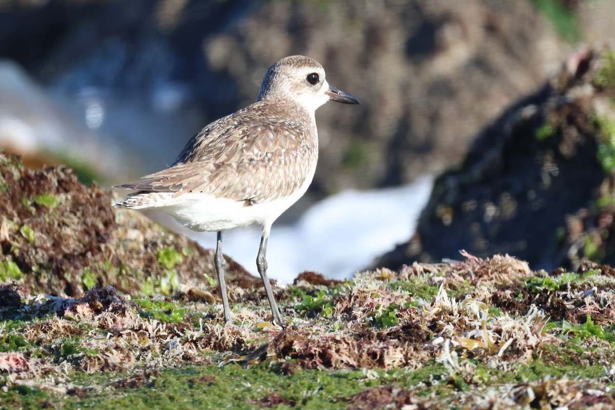 Black-bellied Plover - ML646338379