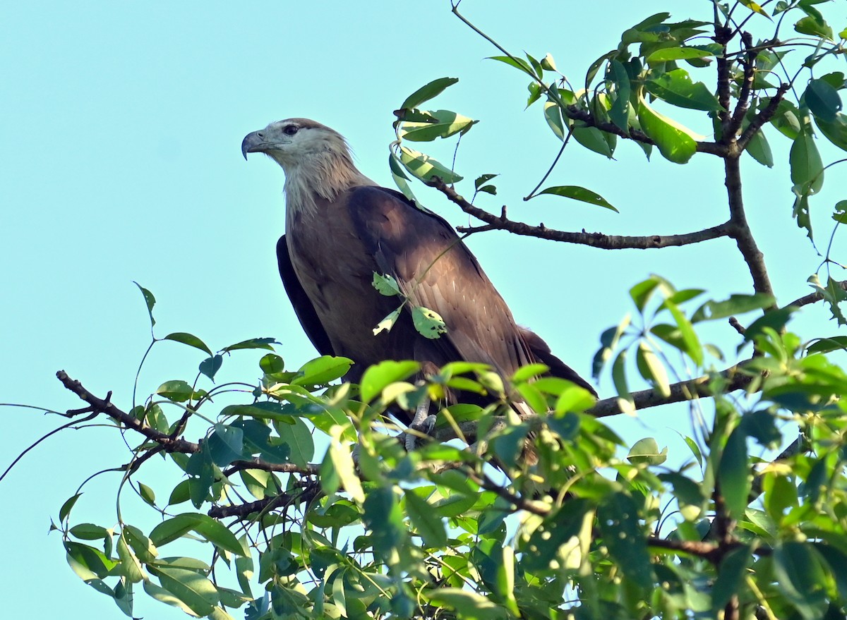 Pallas's Fish-Eagle - ML646338380