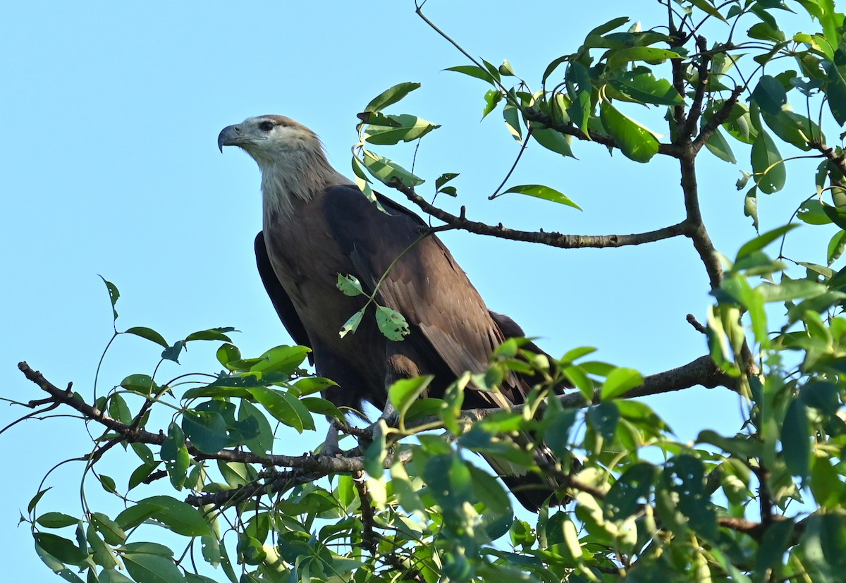 Pallas's Fish-Eagle - ML646338381