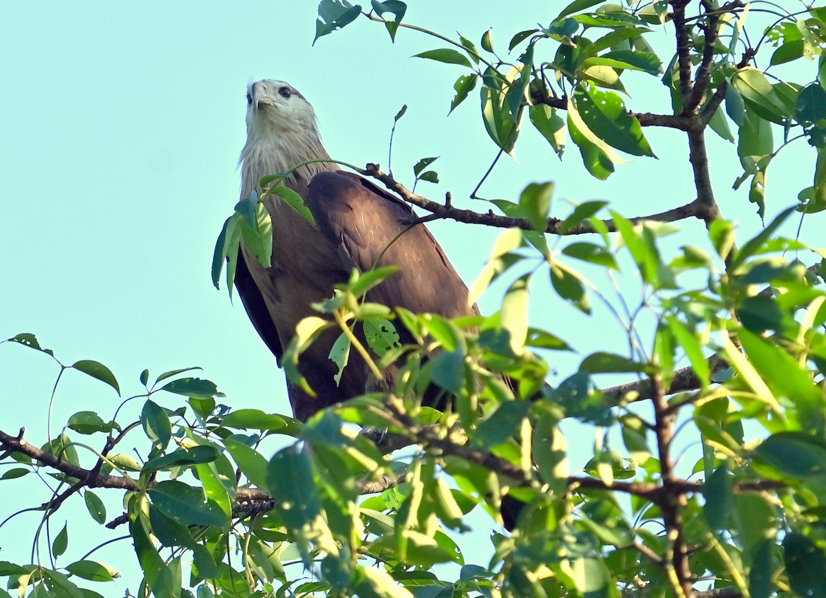 Pallas's Fish-Eagle - ML646338382