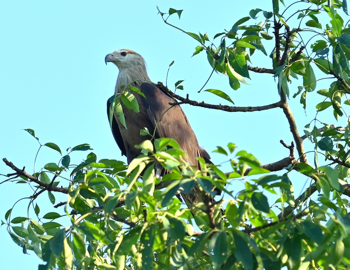 Pallas's Fish-Eagle - ML646338383