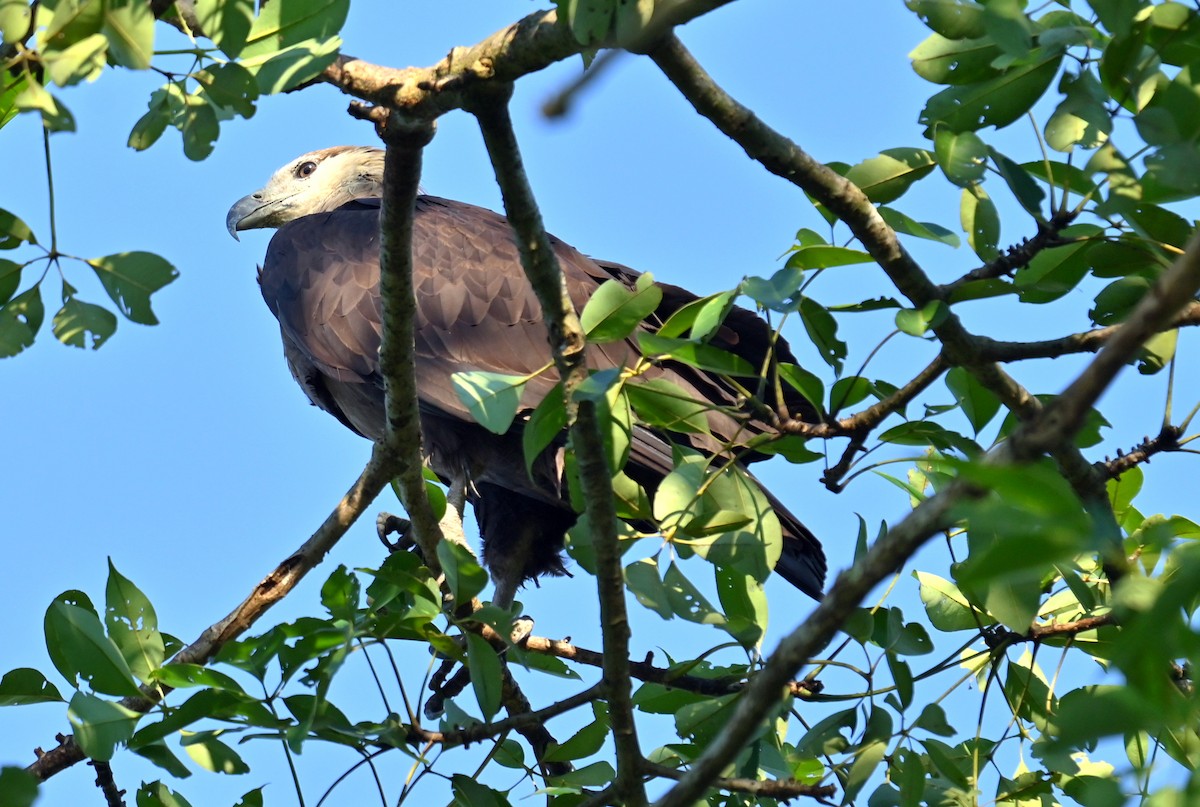 Pallas's Fish-Eagle - ML646338384