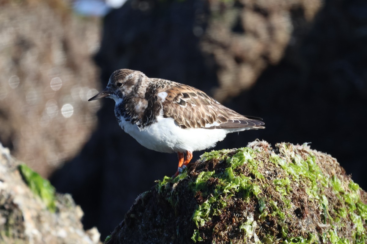 Ruddy Turnstone - ML646338386