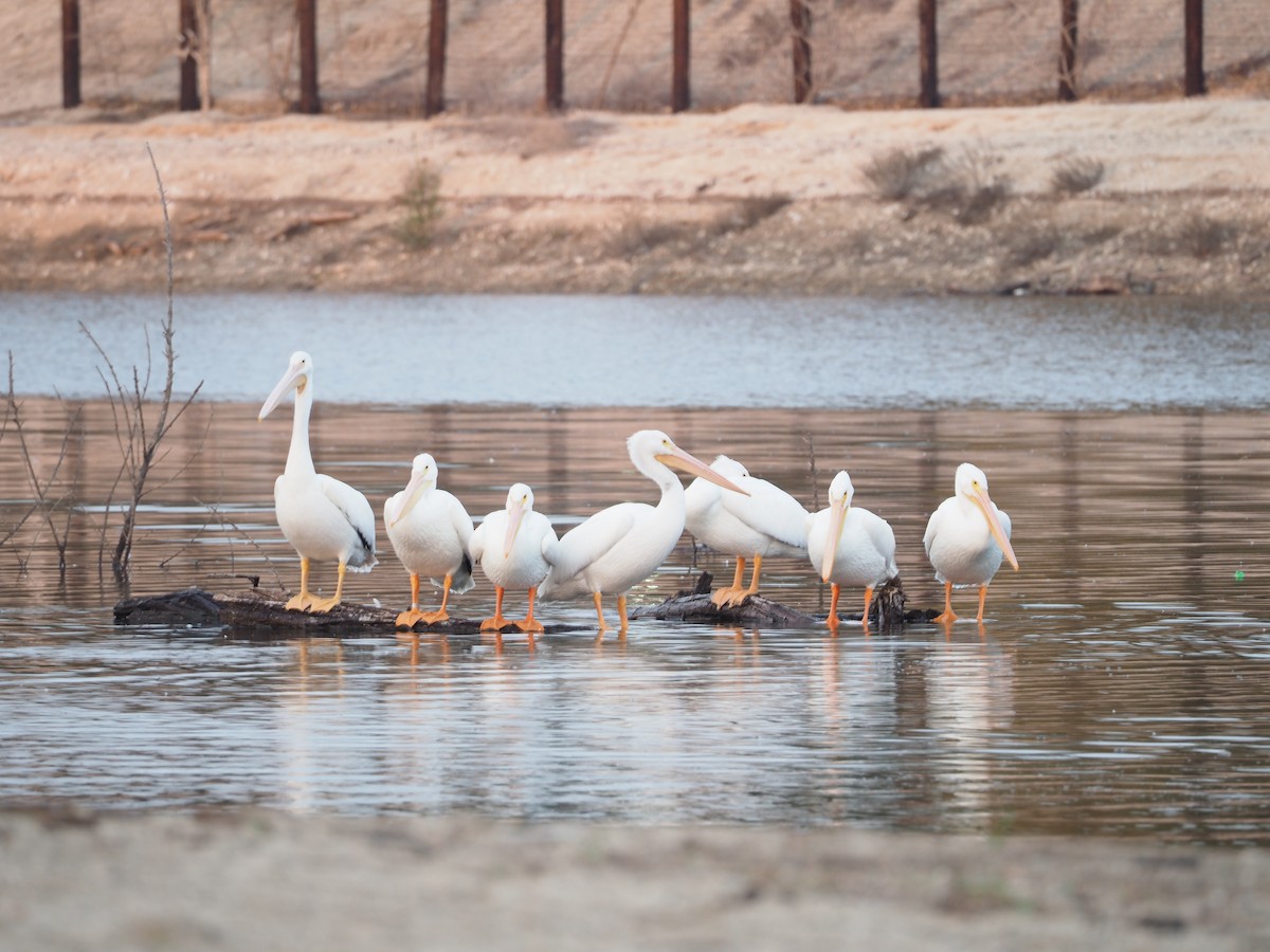 American White Pelican - ML646338388