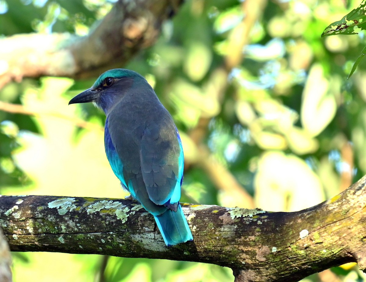 Indochinese Roller - ML646338389