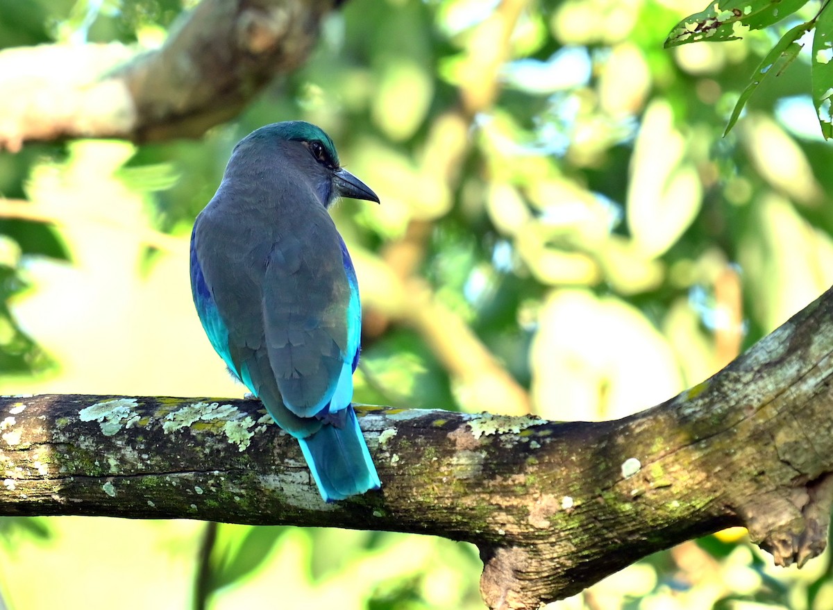 Indochinese Roller - ML646338390