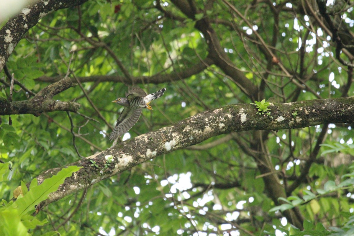 Indian Cuckoo - ML646338391