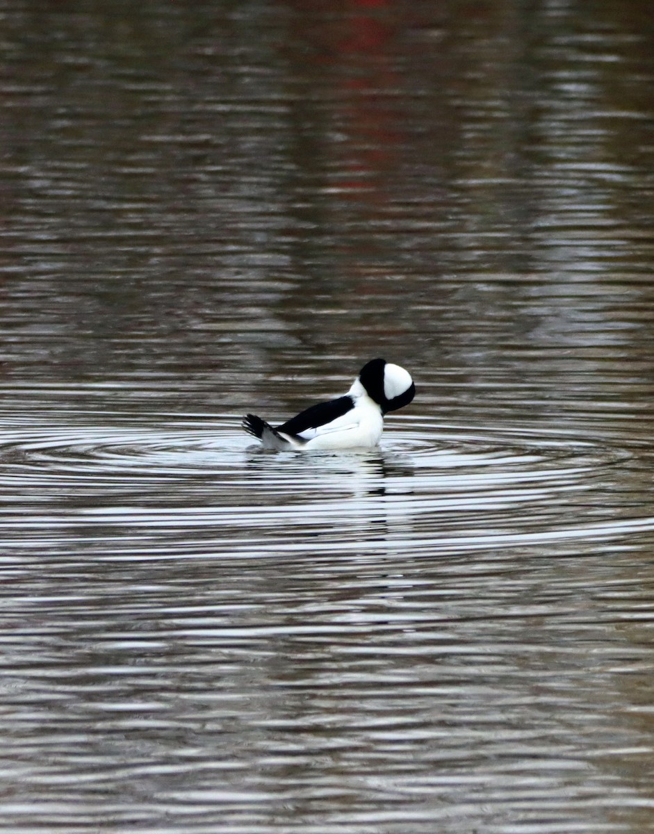 Bufflehead - ML646338393