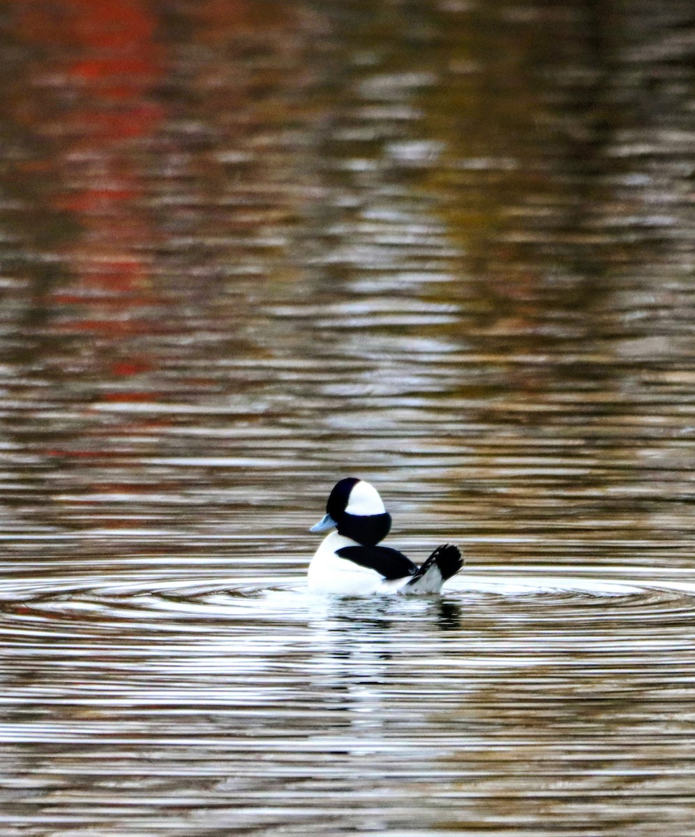 Bufflehead - ML646338394